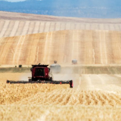 Grain production planning