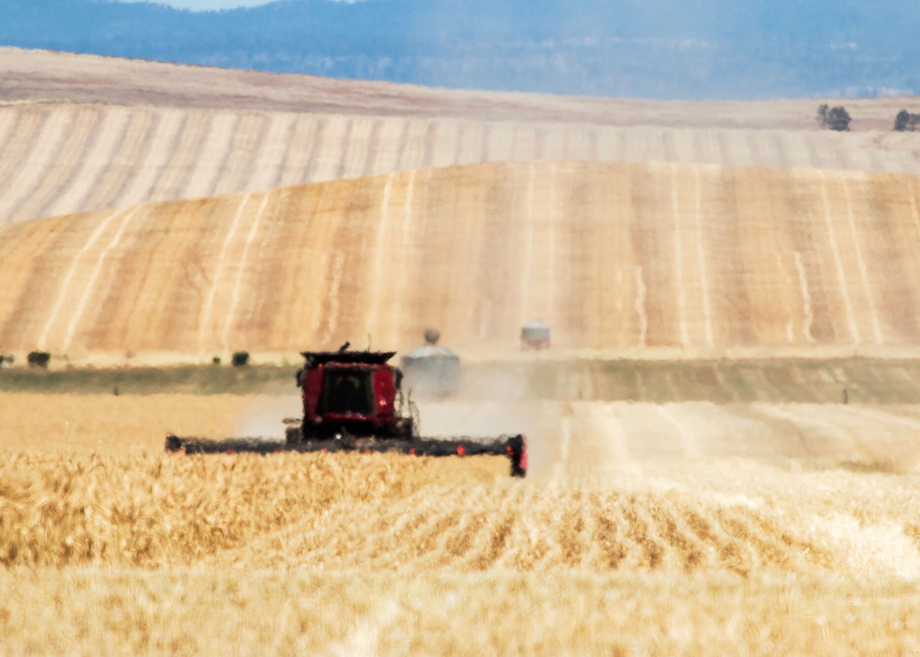 Grain production planning Grain production planning