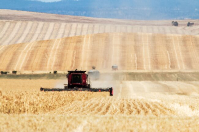 Grain production planning Grain production planning