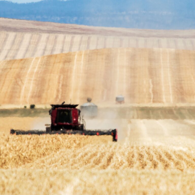 Grain production planning