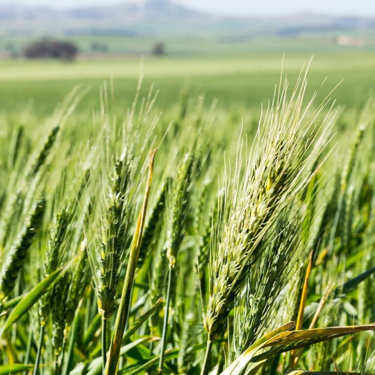 Contact financial services sa farm and business advice