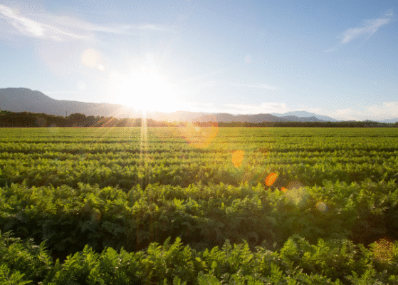 Pre-Harvest Planning