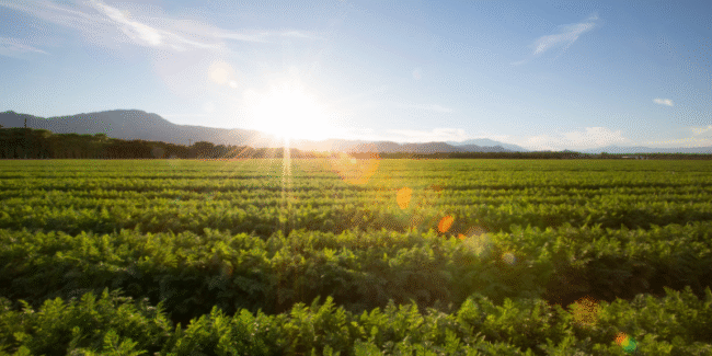 Pre-Harvest Planning