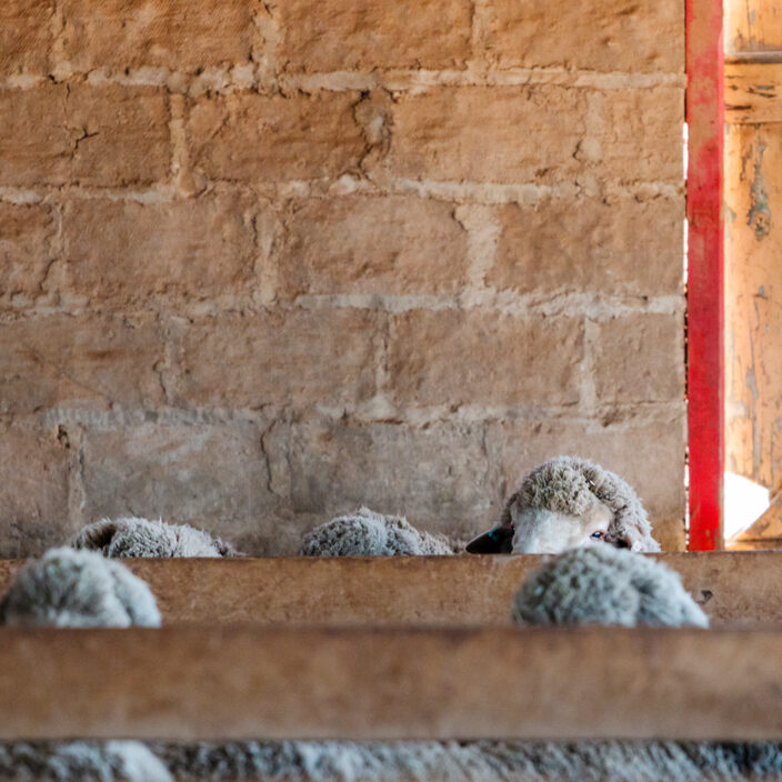 What Shearing Teaches Us About Cash Flow, Planning, and Staying Bank Ready