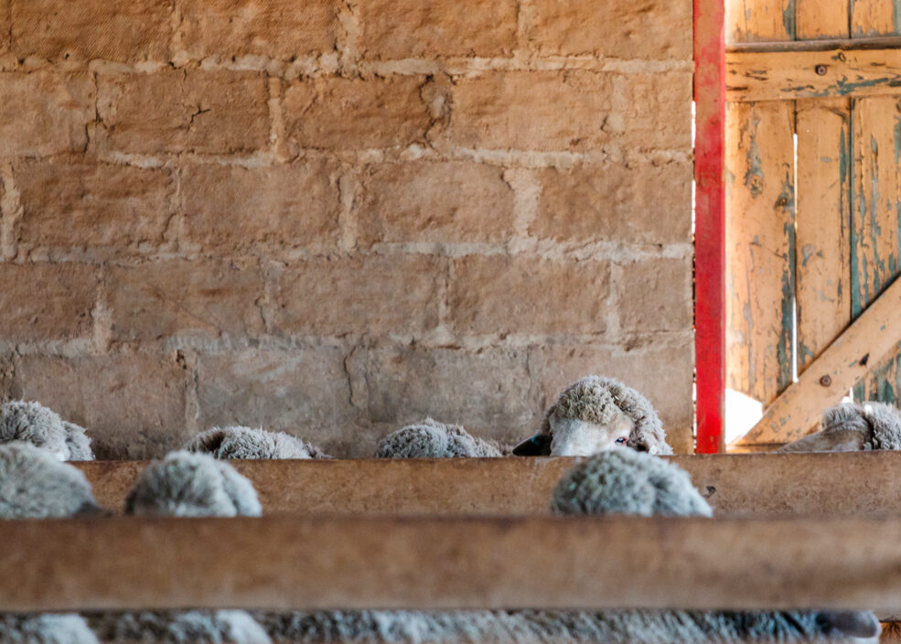 What Shearing Teaches Us About Cash Flow, Planning, and Staying Bank Ready What Shearing Teaches Us About Cash Flow, Planning, and Staying Bank Ready